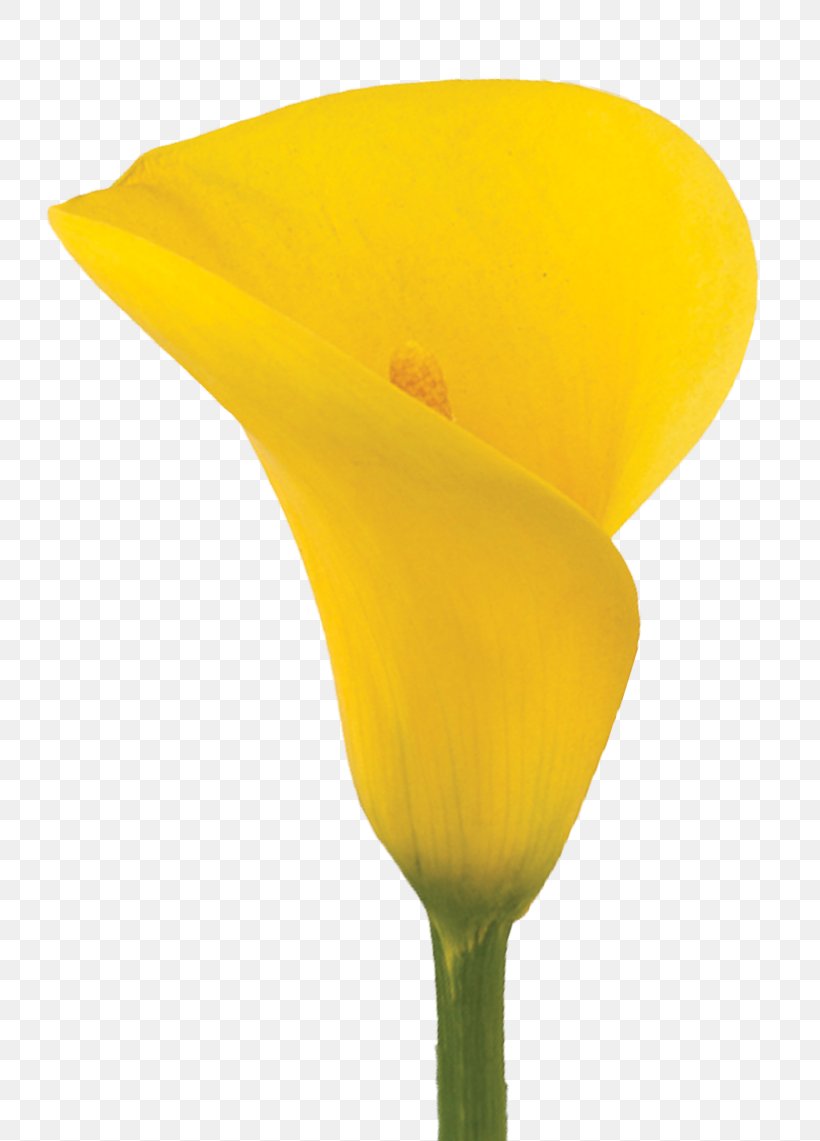 Arum-lily Yellow Lilium Flower Callalily, PNG, 750x1141px, Arumlily, Artificial Flower, Calla Lily, Callalily, Color Download Free
