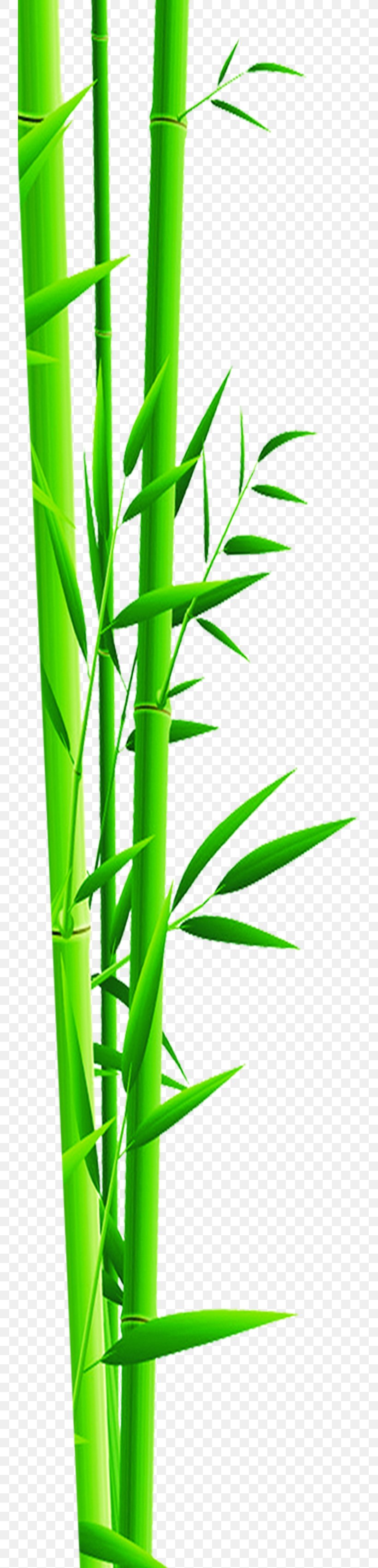 Bamboo Bamboe Gratis Green, PNG, 742x3402px, Bamboo, Bamboe, Designer, Grass, Grass Family Download Free