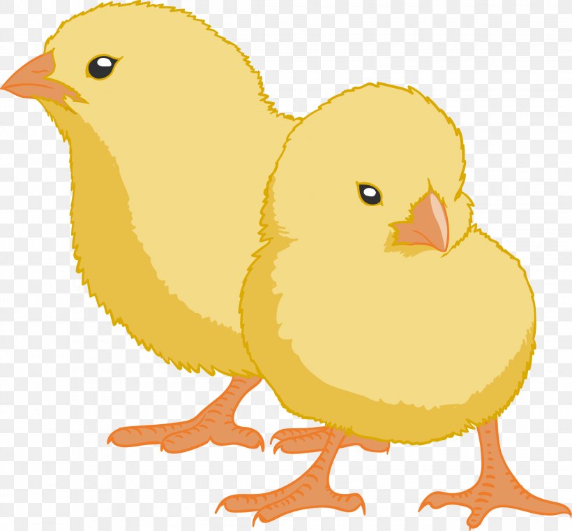 Brahma Chicken Rooster Gender Egg Incubation Video, PNG, 2240x2077px, Brahma Chicken, Art, Artwork, Beak, Bird Download Free