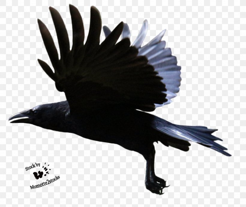 Common Raven Clip Art, PNG, 975x820px, American Crow, Beak, Bird, Black And White, Common Raven Download Free