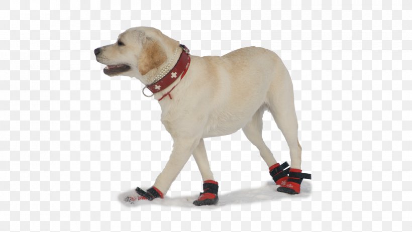Labrador Retriever Puppy Shoe Sock Companion Dog, PNG, 980x553px, Labrador Retriever, Babbuccia, Breed Group Dog, Carnivoran, Climbing Shoe Download Free