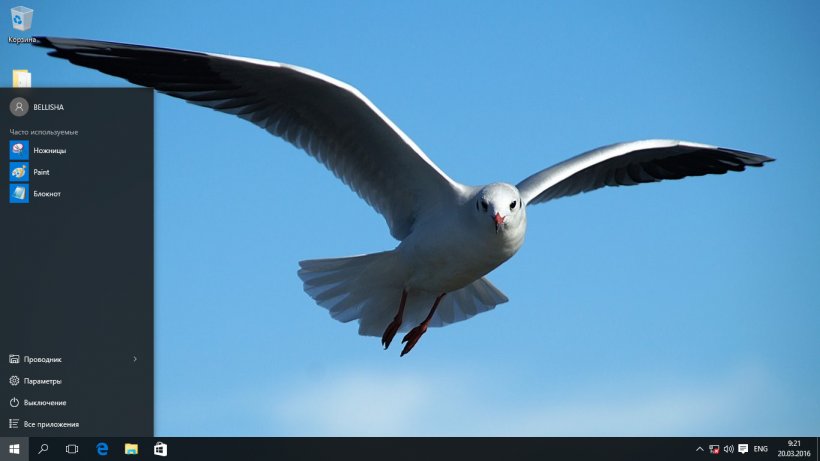 Gulls Bird Flight Common Raven Domestic Pigeon, PNG, 1366x768px, Gulls, Arctic Tern, Beak, Bird, Bird Flight Download Free