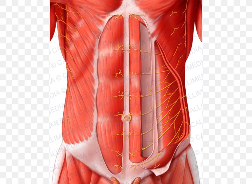 Rectus Abdominis Muscle Abdominal Wall Abdomen Nerve Transverse Abdominal Muscle, PNG, 600x600px, Watercolor, Cartoon, Flower, Frame, Heart Download Free