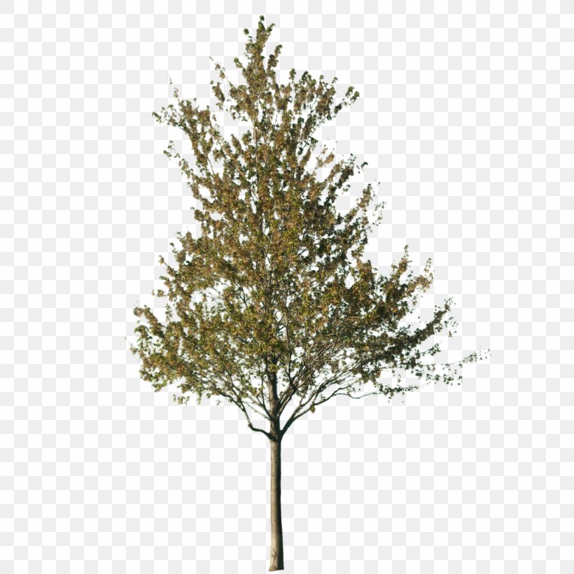 Tree Cut-out Silver Birch Norway Spruce, PNG, 1024x1024px, Tree, Arborvitae, Arecaceae, Birch, Branch Download Free