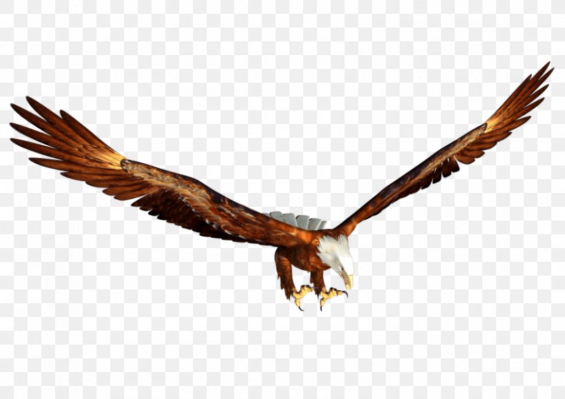 Bald Eagle Clip Art, PNG, 850x601px, Bald Eagle, Accipitriformes, Beak, Bird, Bird Of Prey Download Free