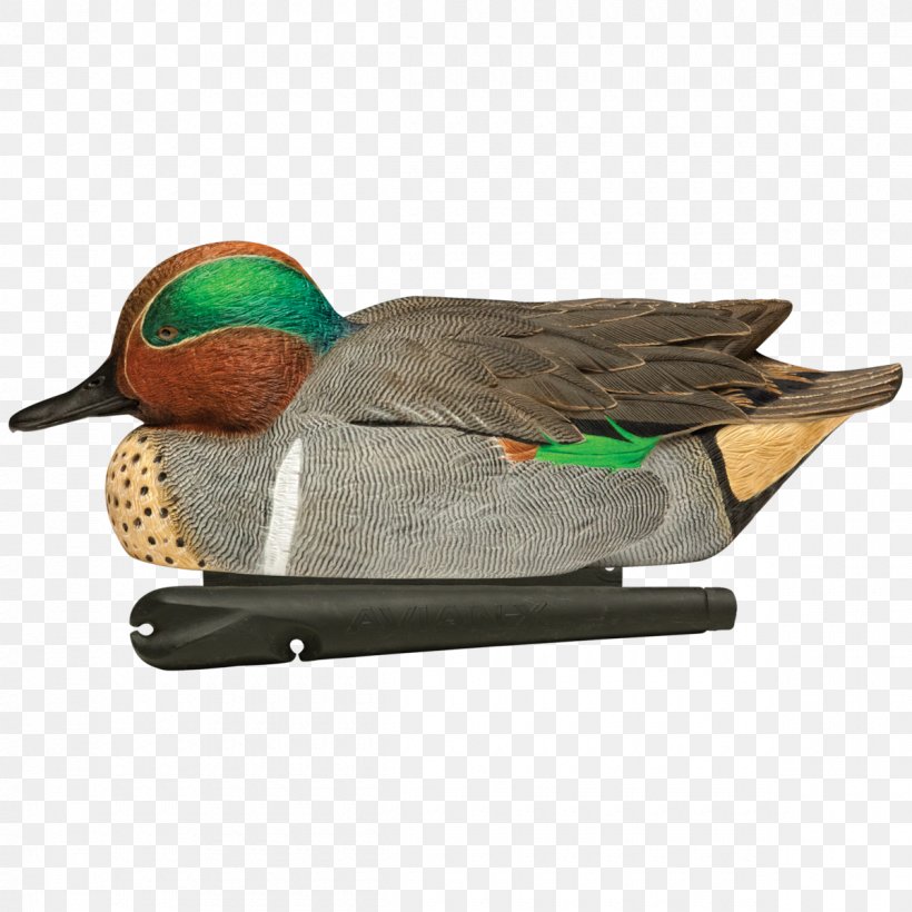 Mallard Duck Decoy Green-winged Teal Hunting, PNG, 1200x1200px, Mallard, Anseriformes, Beak, Bird, Bluewinged Teal Download Free