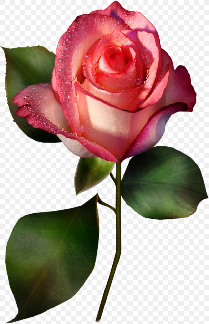 Rose Clip Art, PNG, 1127x1749px, Rose, Art, Bud, China Rose, Cut Flowers Download Free