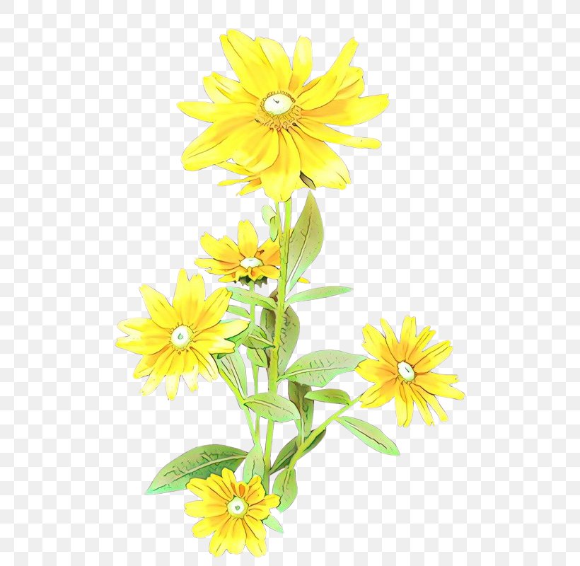 Sunflower, PNG, 598x800px, Cartoon, Chamomile, Daisy, Euryops Pectinatus, Flower Download Free