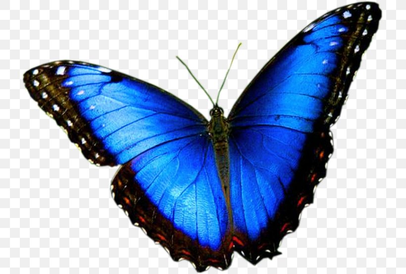 Butterfly CONSEJO SHORES LTD. Business Blue Color, PNG, 728x553px, Butterfly, Arthropod, Blue, Brush Footed Butterfly, Business Download Free