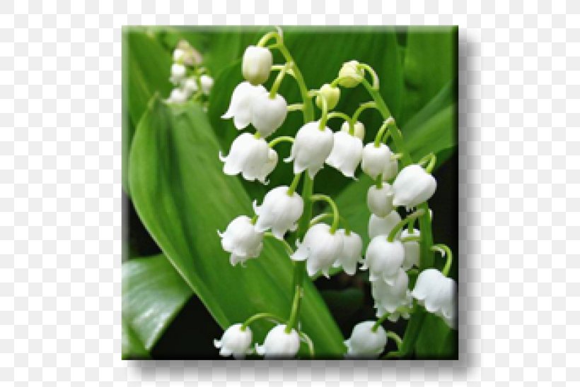 Lily Of The Valley Bigroot Geranium Perennial Plant Chives Garden, PNG, 600x548px, Lily Of The Valley, Allium, Chives, Flower, Garden Download Free