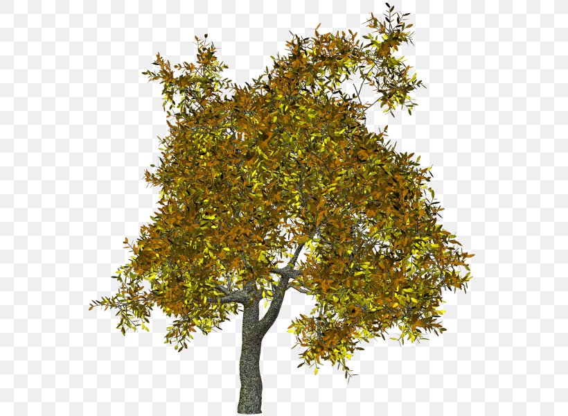 Plane Trees Branch Shrub Clip Art, PNG, 575x600px, Tree, Autumn, Branch, Daytime, Deciduous Download Free