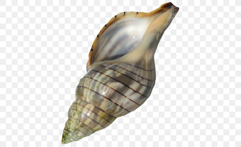 Sea Snail Conch Lymnaeidae, PNG, 500x500px, Sea Snail, Conch, Conchology, Designer, Fauna Download Free