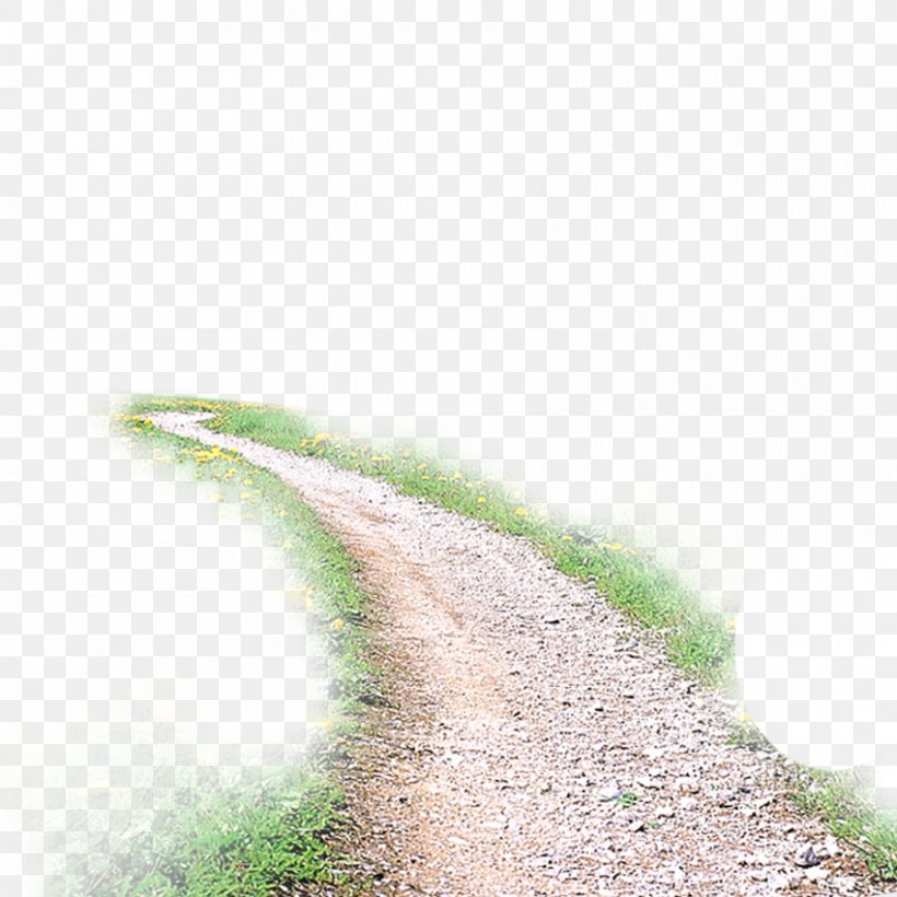 Take Me Home, Country Roads Download, PNG, 850x850px, Take Me Home Country Roads, Grass, Grass Family, Green, Road Download Free