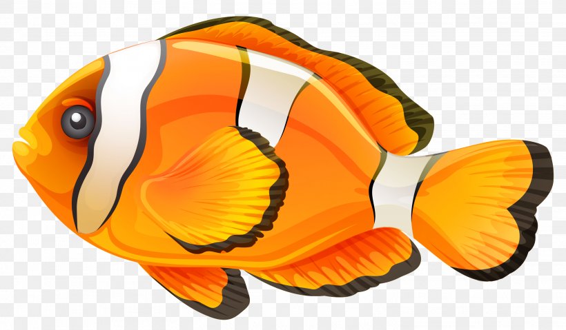 Clownfish Clip Art, PNG, 2904x1697px, Fish, Clownfish, Fishing, Marine Biology, Orange Download Free