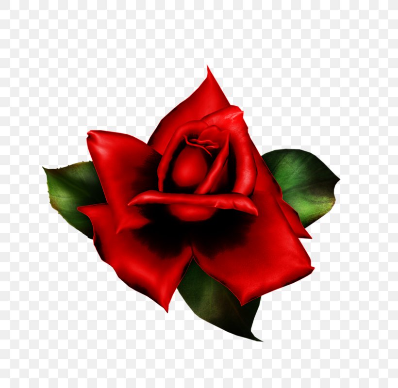 Garden Roses Cut Flowers Petal, PNG, 800x800px, Garden Roses, Cut Flowers, Flower, Flowering Plant, Garden Download Free