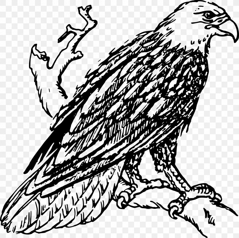 Bald Eagle Drawing Line Art Clip Art, PNG, 2400x2391px, Bald Eagle, Art, Artwork, Beak, Bird Download Free