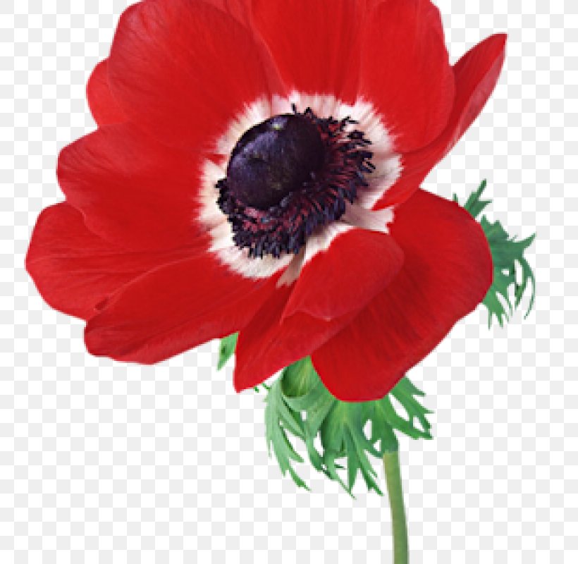 Birthday Poemas De Amor Love Animaatio Wish, PNG, 800x800px, Birthday, Anemone, Animaatio, Annual Plant, Coquelicot Download Free