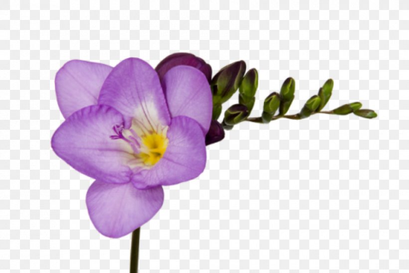 Freesia Crocus Cut Flowers Seed Bulb, PNG, 840x561px, Freesia, Blossom, Bud, Bulb, Crocus Download Free