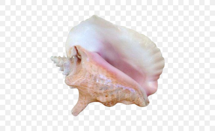 Seashell Sea Snail Molluscs Conch, PNG, 500x500px, Seashell, Animal Source Foods, Clams Oysters Mussels And Scallops, Color, Conch Download Free