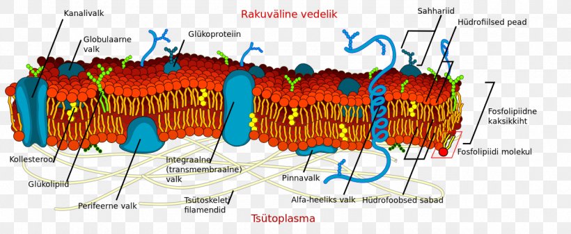Cell Membrane Biological Membrane Cell Wall, PNG, 1280x527px, Cell Membrane, Artificial Cell, Biological Membrane, Biology, Cell Download Free