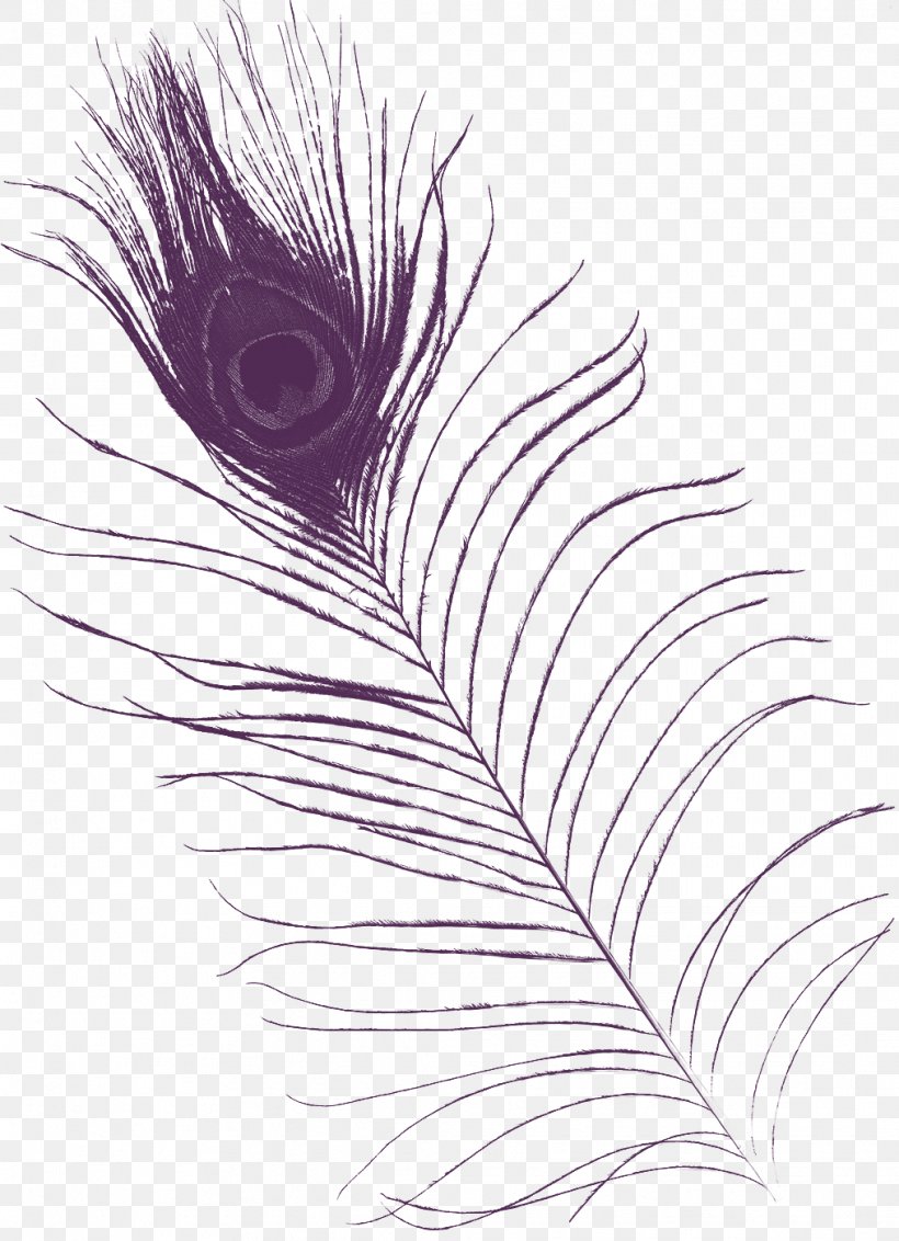 Feather Purple Asiatic Peafowl, PNG, 1014x1400px, Feather, Asiatic Peafowl, Black And White, Color, Flower Download Free