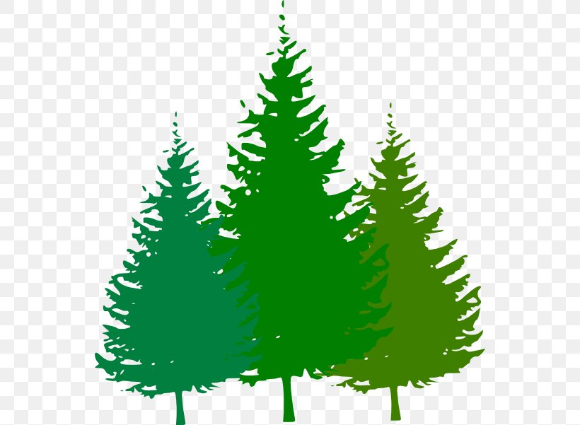 Free Content Pine Clip Art, PNG, 552x601px, Free Content, Cedar, Christmas, Christmas Decoration, Christmas Ornament Download Free