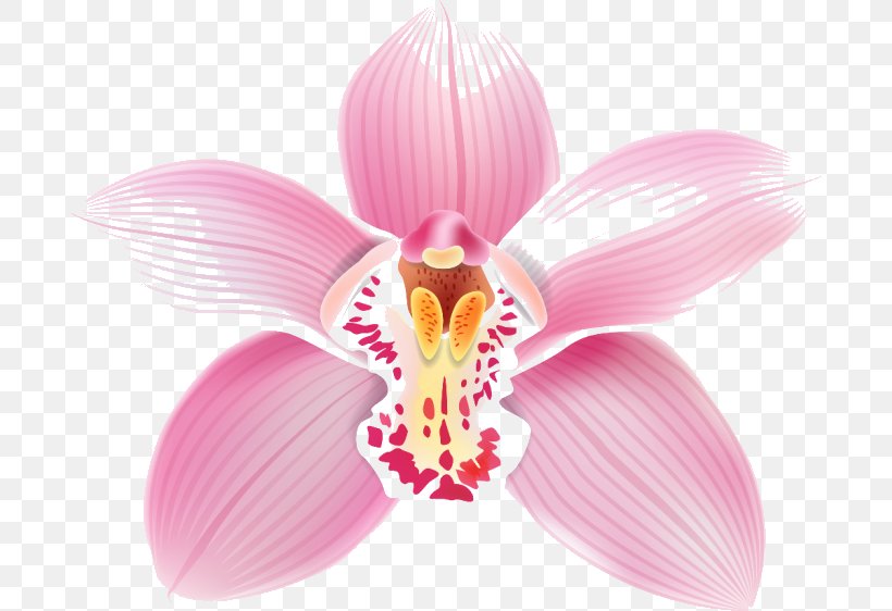 Moth Orchids Flower Clip Art, PNG, 690x562px, Moth Orchids, Blossom, Encyclia, Euglossini, Flower Download Free