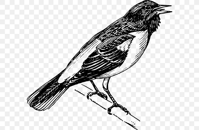 Bird Baltimore Orioles Clip Art, PNG, 600x536px, Bird, Baltimore Oriole, Baltimore Orioles, Beak, Black And White Download Free