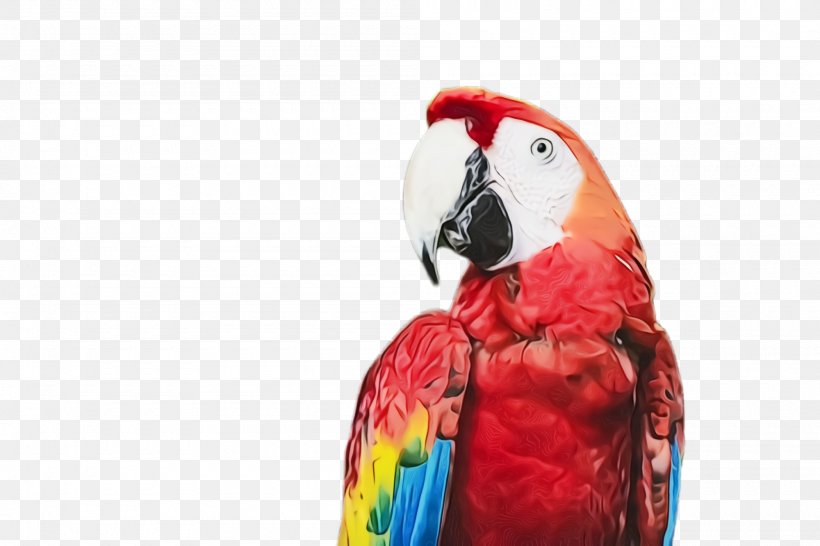 Bird Macaw Parrot Beak Parakeet, PNG, 2000x1332px, Watercolor, Beak, Bird, Budgie, Macaw Download Free