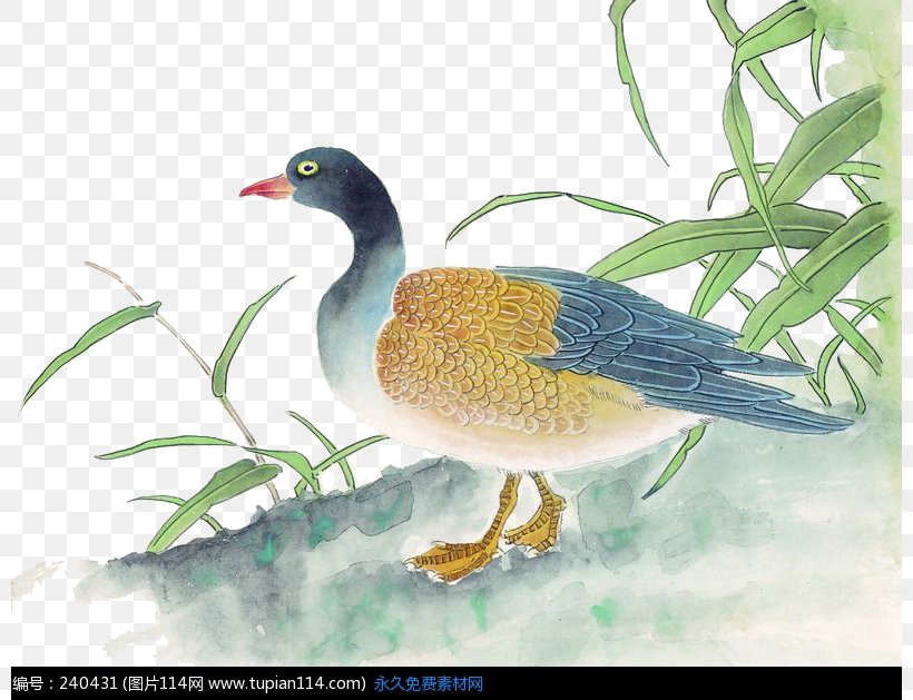 Duck Chinese Painting Gongbi Bird-and-flower Painting, PNG, 800x629px, Duck, Advertising, Art, Beak, Bird Download Free