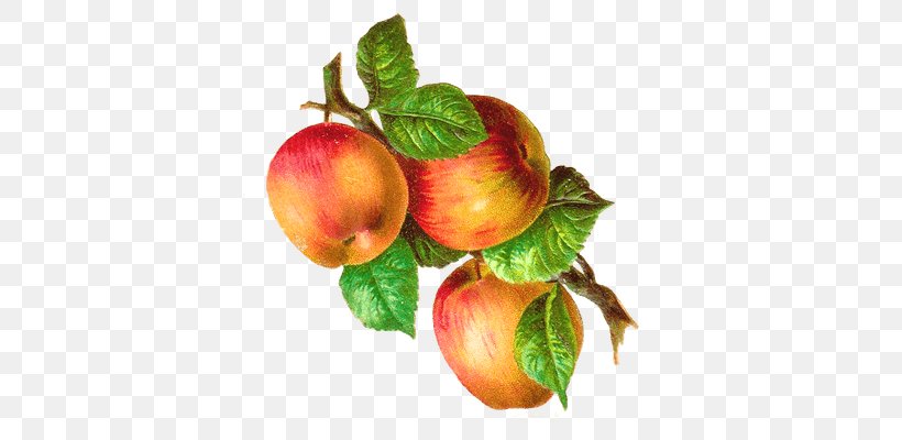Fruit Clip Art, PNG, 400x400px, Fruit, Apple, Document, Food, Gooseberry Download Free
