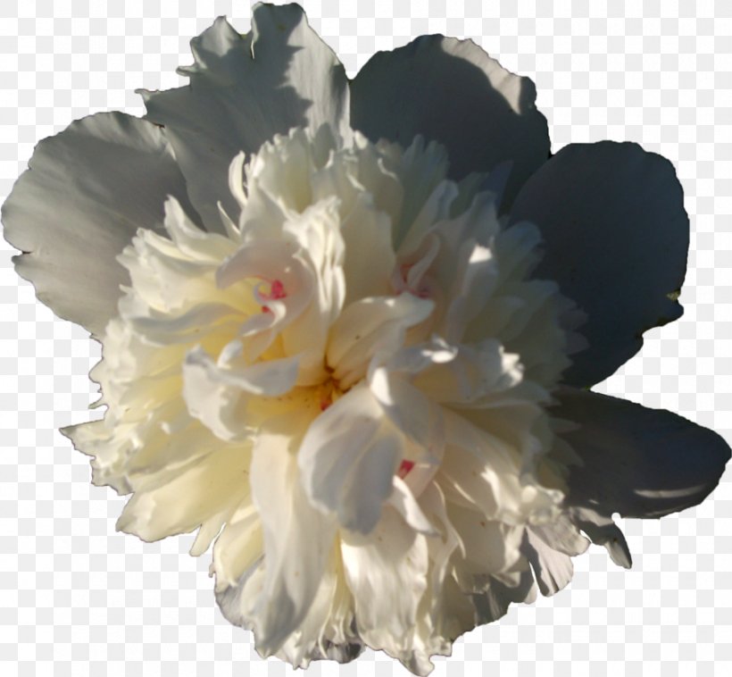 Peony Cut Flowers Carnation White, PNG, 900x832px, Peony, Carnation, Cut Flowers, Darkest Hour, Deviantart Download Free
