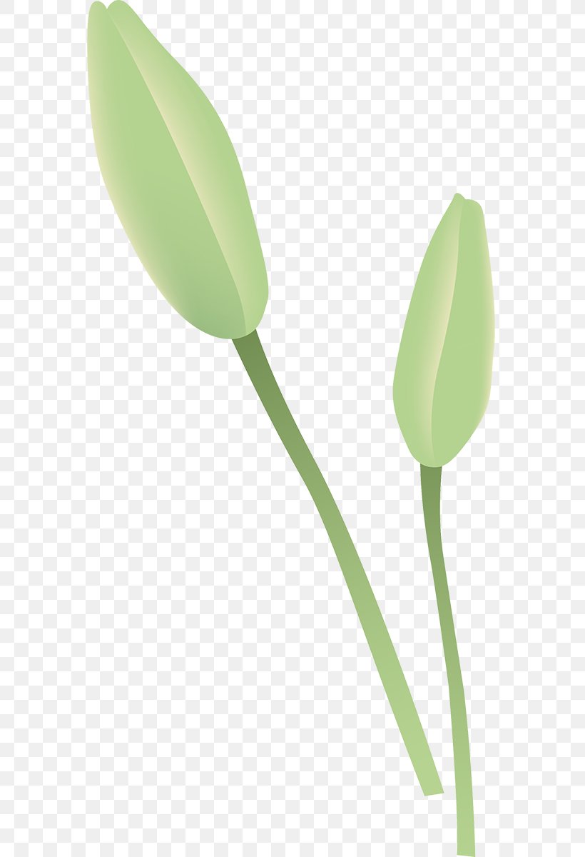 Tulip Petal Plant Stem Leaf, PNG, 575x1200px, Tulip, Flower, Flowering Plant, Leaf, Petal Download Free