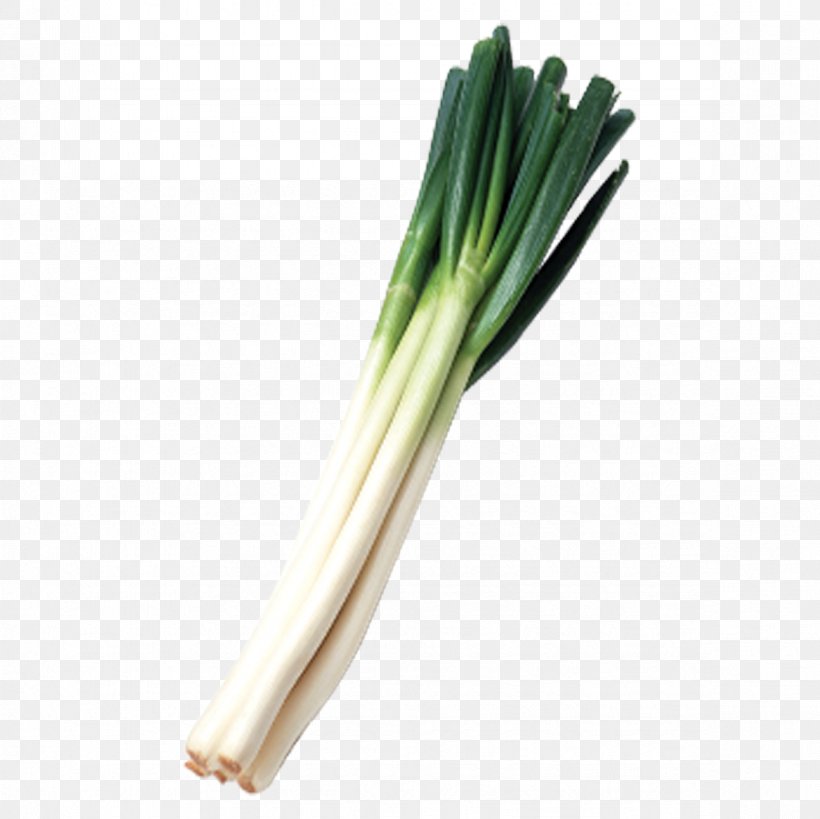 Allium Fistulosum Leek Calxe7ot Scallion, PNG, 1181x1181px, Allium Fistulosum, Allium Ampeloprasum, Condiment, Food, Iconfinder Download Free