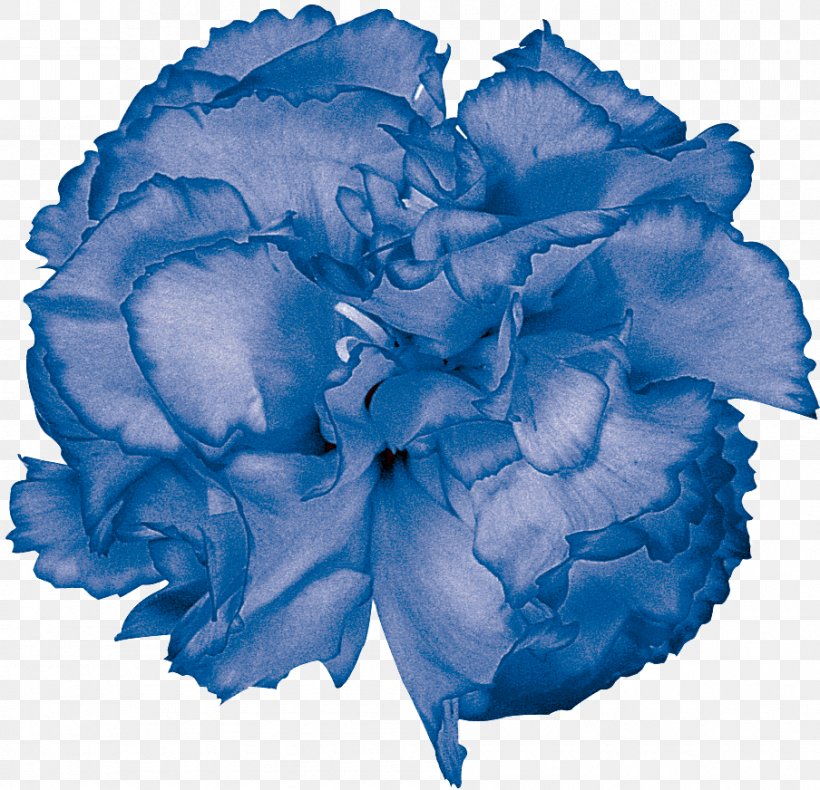 Blue Rose Garden Roses Color Cut Flowers, PNG, 904x872px, Blue Rose, Advertising, Aqua, Blue, Carnation Download Free
