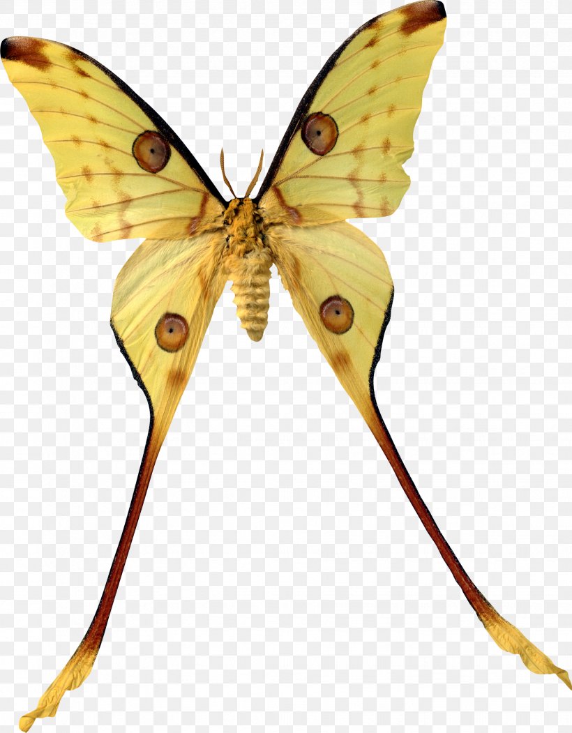 Madagascar Butterfly Insect Argema Comet Moth, PNG, 1851x2374px, Madagascar, Argema, Arthropod, Bombycidae, Bozzolo Download Free