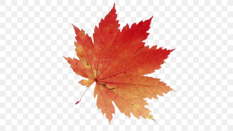 Acer Shirasawanum Japanese Maple Acer Japonicum Maple Leaf, PNG, 650x461px, Acer Shirasawanum, Acer Japonicum, Android Application Package, Autumn, Autumn Leaf Color Download Free