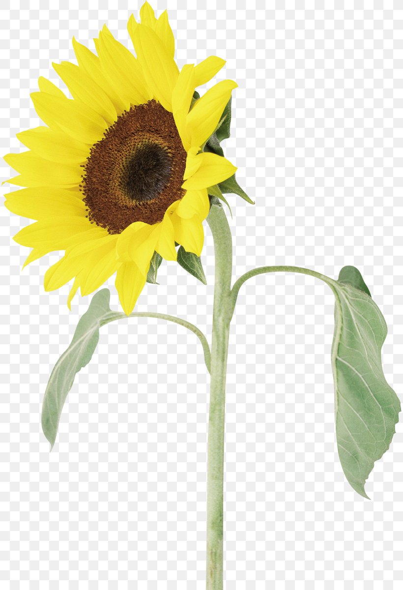 Common Sunflower Photography Sunflower Seed, PNG, 814x1200px, Common Sunflower, Cut Flowers, Daisy Family, Flower, Flowering Plant Download Free