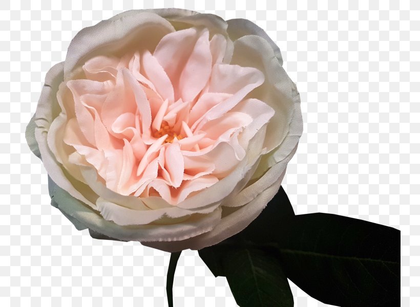 Garden Roses Cabbage Rose Floribunda Floristry Flower, PNG, 800x600px, Garden Roses, Artificial Flower, Cabbage Rose, Cut Flowers, Floribunda Download Free