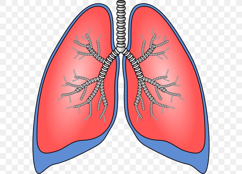Lung Chronic Obstructive Pulmonary Disease Clip Art, PNG, 600x591px, Watercolor, Cartoon, Flower, Frame, Heart Download Free