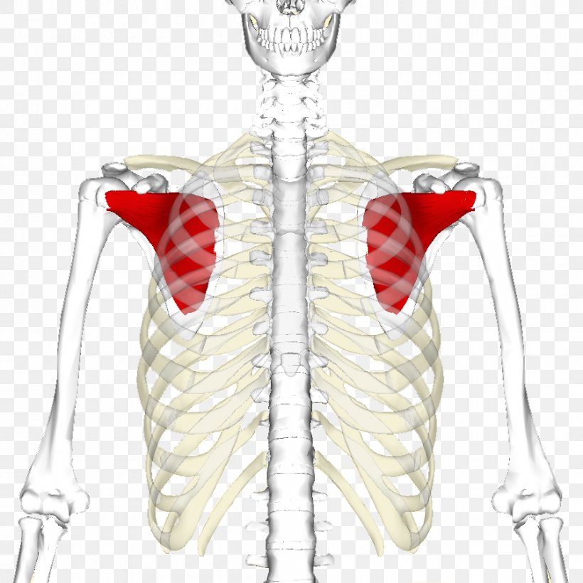 Subscapularis Muscle Infraspinatus Muscle Rotator Cuff Shoulder, PNG, 900x900px, Watercolor, Cartoon, Flower, Frame, Heart Download Free