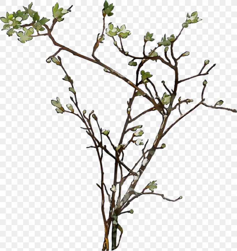 Twig Plant Stem Shrub Flower Leaf, PNG, 1106x1174px, Twig, Branch, Flower, Flowering Plant, Leaf Download Free