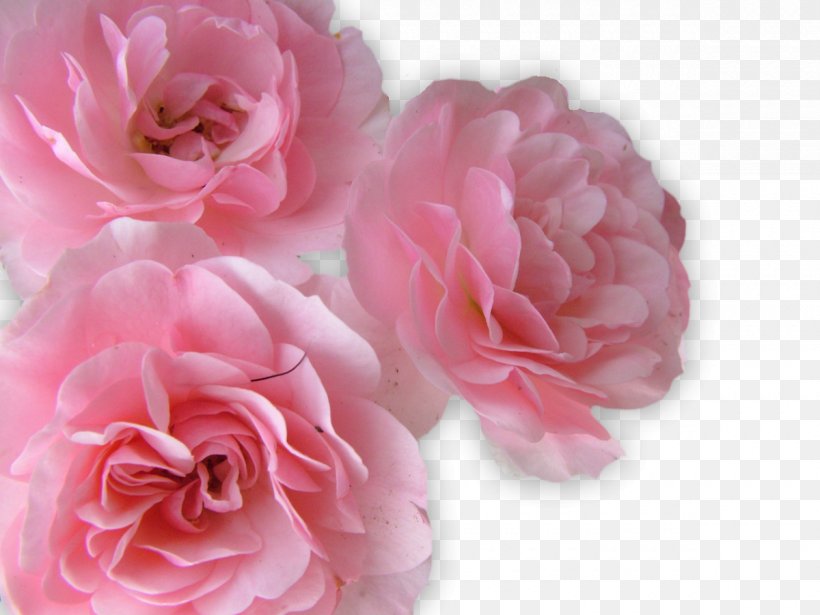 Flower Rose Stock.xchng Wallpaper, PNG, 1200x901px, Flower, Artificial Flower, Cut Flowers, Floribunda, Floristry Download Free