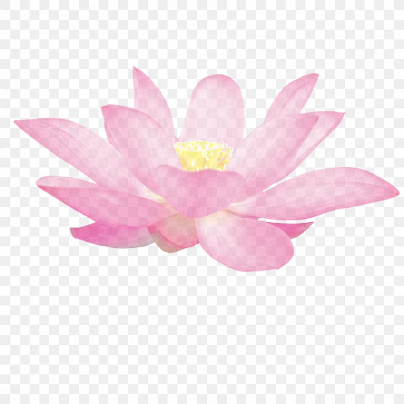 Nelumbo Nucifera Gratis, PNG, 900x900px, Nelumbo Nucifera, Coupon, Flower, Flowering Plant, Gratis Download Free