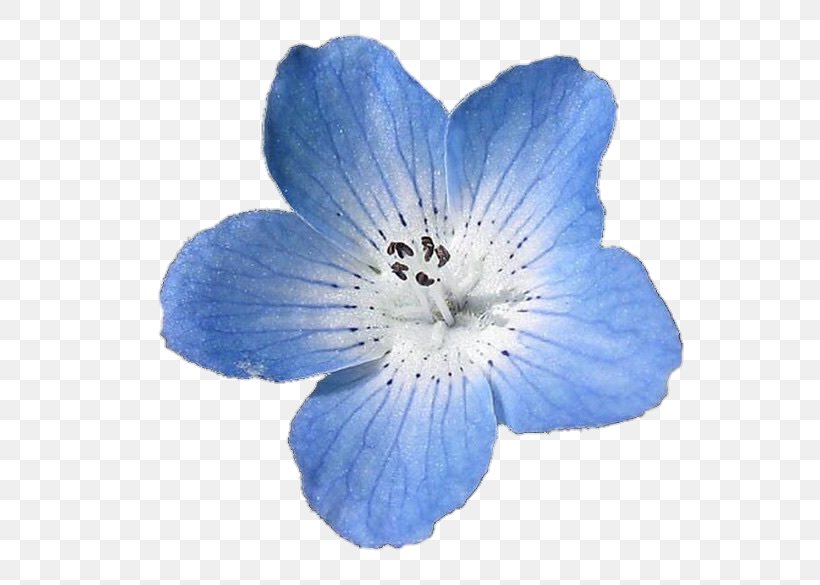 Nemophila Menziesii French Hydrangea Light Flower Blue, PNG, 612x585px, Nemophila Menziesii, Baby Blue, Blue, Flower, French Hydrangea Download Free