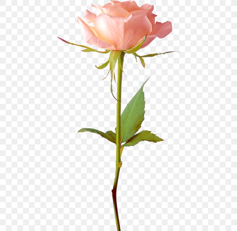 Rose Image File Formats Clip Art, PNG, 430x800px, Rose, Bud, Cut Flowers, Floral Design, Floristry Download Free