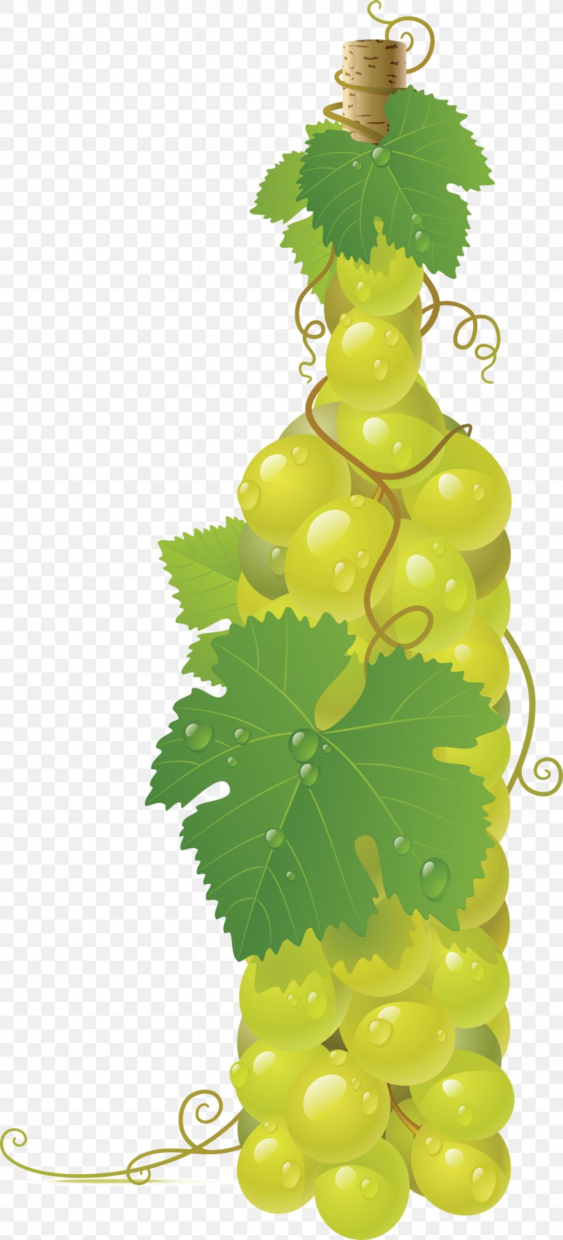 Common Grape Vine Wine Clip Art, PNG, 1599x3524px, Common Grape Vine, Flowering Plant, Food, Fruit, Grape Download Free