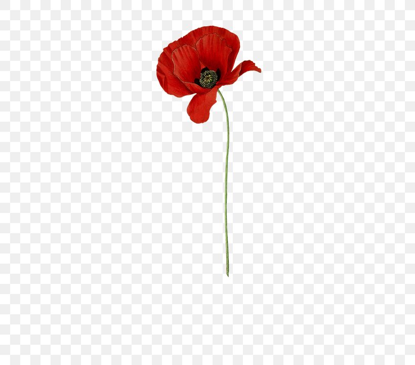 Common Poppy Flower Acontia Catena Image, PNG, 405x720px, Poppy, Anzac Day, Common Poppy, Coquelicot, Cut Flowers Download Free