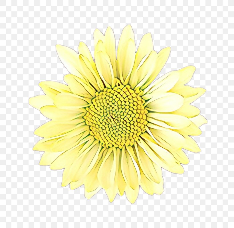 Flowers Background, PNG, 800x800px, Cartoon, Barberton Daisy, Chamomile, Chrysanthemum, Chrysanths Download Free