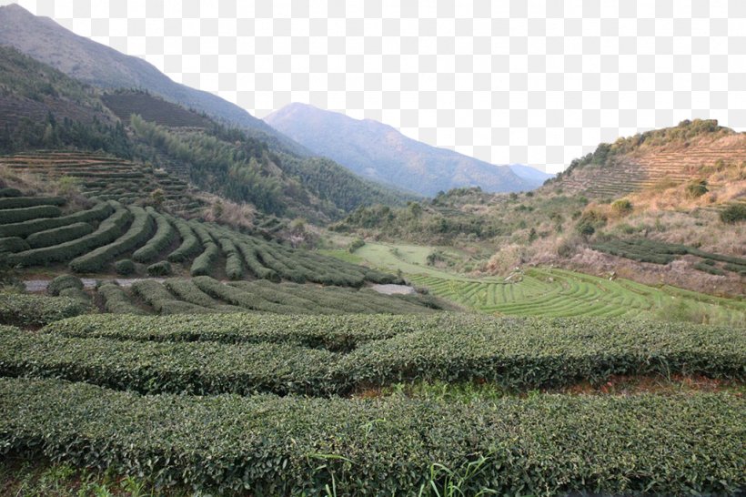 Green Tea Tea Garden, PNG, 1024x683px, Tea, Agriculture, Camellia Sinensis, Crop, Designer Download Free